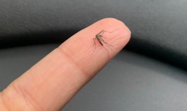 Prefeitura de Salvador realiza ação de mobilização contra o Aedes Aegypti