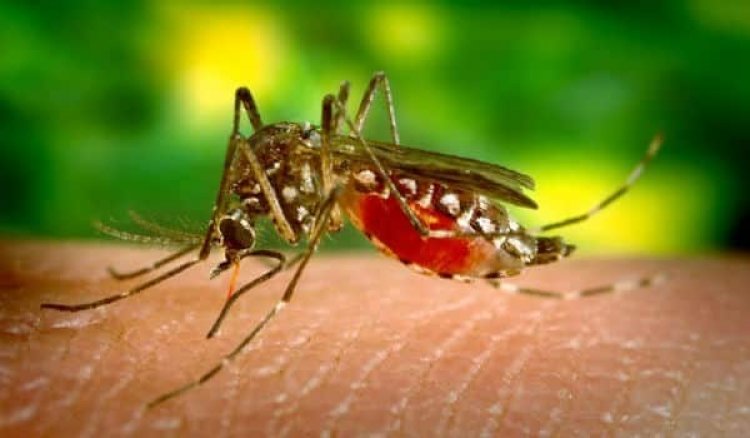 Casos de zika sobem mais de 80% na Bahia em 2023