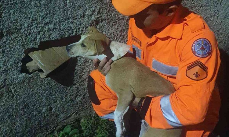 Bombeiros resgatam cachorros a cerca de 350 metros de altura