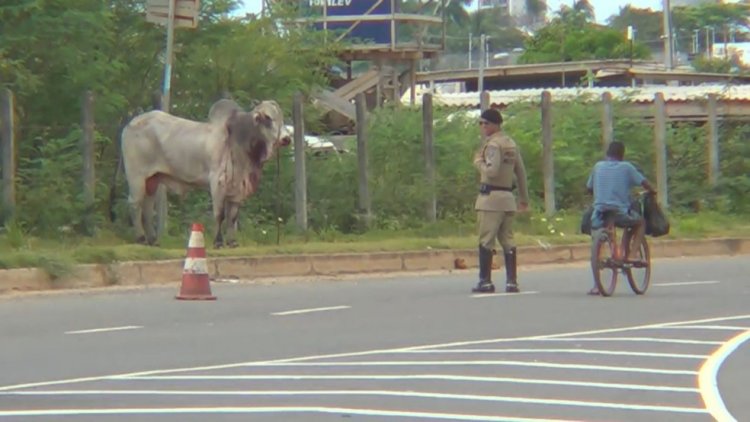 Carro atropela boi em avenida; animal ficou machucado e fugiu para área de mata