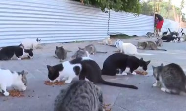 Com cerca de 300 animais, colônia de gatos abandonados em Salvador vira caso de Justiça; entenda polêmica