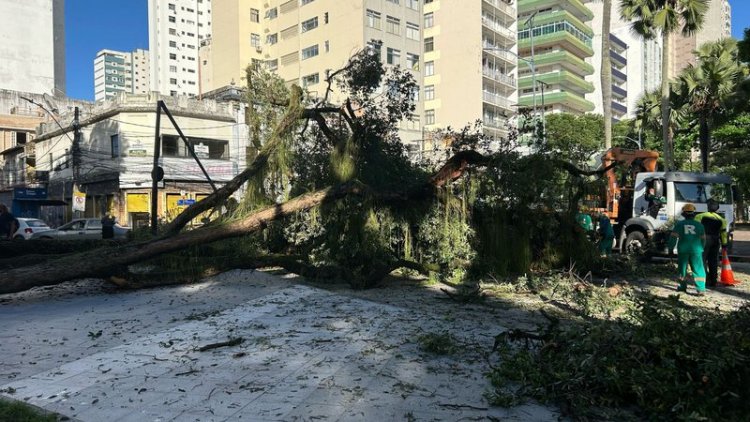 Árvore cai no Largo do Campo Grande, derruba poste e complica trânsito; saiba detalhes